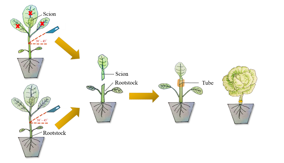 Horticultural  Crops Science